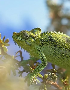 Chameleon give birth to Young ones🤔 #animals #wildlife #naturelovers #nature #naturephotography #hunting #chameleon | Wondersofjungle
