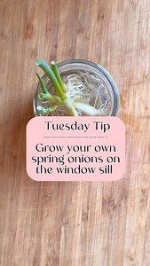~ TUESDAY TIP ~ Grow your own spring onions on the window sill. Instead of throwing away the end of the spring onions, pop them in a glass of water in your window sill and watch how quickly they start to grow. They almost grow before your eyes. Within a week, you’ll have a usable length. #tuesdaytip #freshherbs #springonions #growyourownherbs #windowsillgarden #growyourownveggies #nowaste #whatspruecooking #kitchentip #kitchenhack #dietitiantips #replantyourveggies #springonionhack #dietitian #n