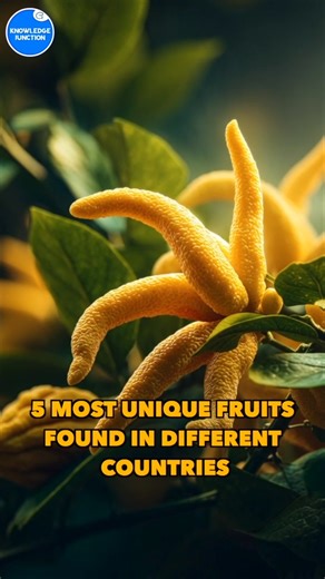 5 Most unique fruits found in different countries | Knowledge Junction