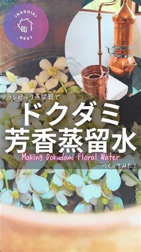 【ドクダミ芳香蒸留水】Making Dokudami Floral Water