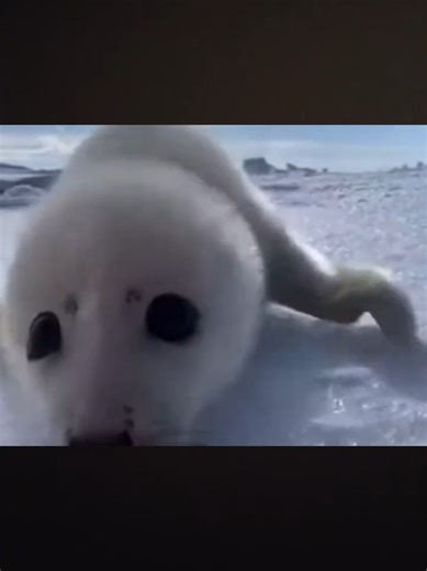baby harp seals