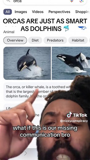 The Intelligence of Orcas and Dolphins: A Fascinating Comparison