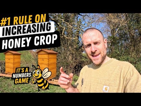 How To Increase Your Honey Crop The Way Nobody Talks About