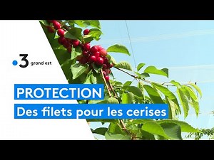 À Lagney, des filets pour préserver la récolte des cerises
