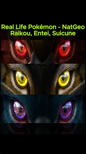 Exploring Legendary Pokémon: Raikou, Entei, and Suicune
