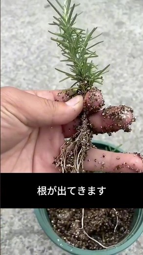 Rosemary can be easily propagated by cuttings.