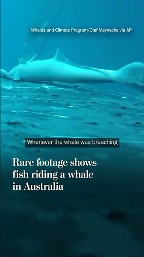 Rare footage shows fish riding a whale in Australia