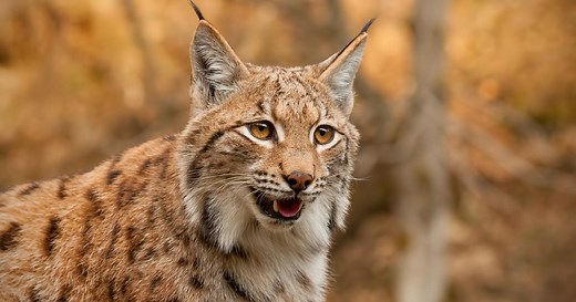 Le Lynx boréal : 5 choses à savoir sur cet animal difficile à observer