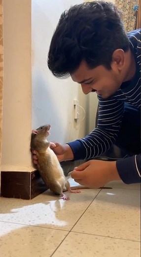 This Mouse Can’t Stop Laughing 🪶😂 | Cutest Thing on Internet