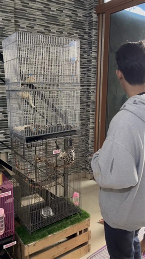 Adopting a Leucistic Sugar Glider: A Joyful Journey