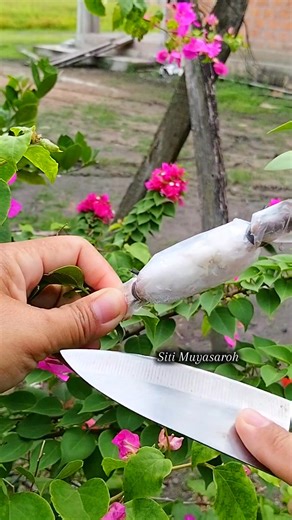 175K views · 802 reactions | Bougainvillea air layering success using simple tissue method #airlayering #bougainvillea #plant #reels #gardening | Siti Muyasaroh | Facebook