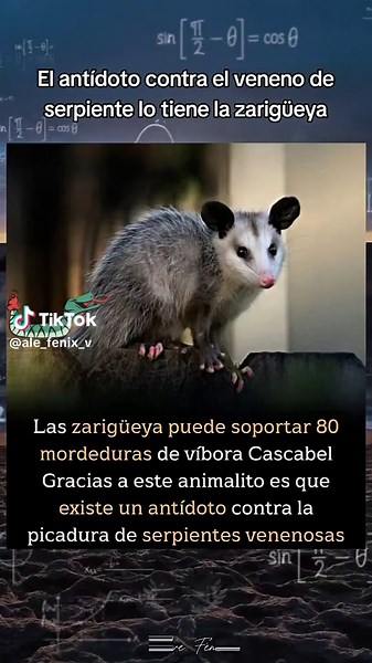 Zarigüeyas: Resistencia al veneno de serpiente