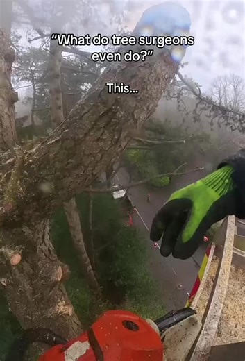 The Life of a Tree Surgeon: Risks and Rewards