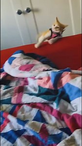 473K views · 10K reactions | Cat compilation 6 (Orange Cat Edition) | Smith 4LWN | Facebook