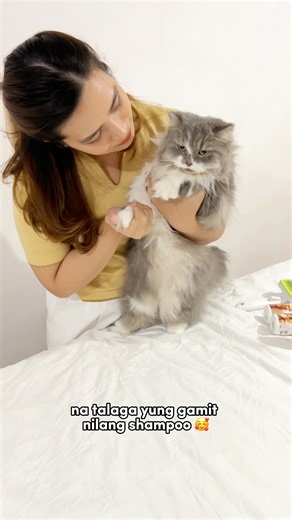 Friday means Pam-PURR Day ng mga grumpy pero supeeeer bango kong mga alaga! #HEARTofaFurmom #SaintGertieLove #BestFurmom #BestFurdad #BestCatShampoo#SaintGertie #SaintGertieShampoo #SaintGertiePH #SaintGertieUnconditionaLove #wisaandthecattos #fbreelsfypシ゚ | Wisa and the Cattos