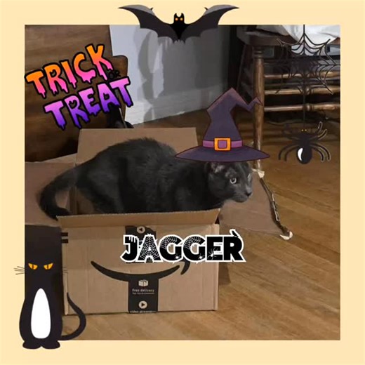 Jagger has shopped for all the kids' candy 🍬 Now...let's see if he can SPOOK 👻 THEM! MUAHAHA 🎃💀😹 #merrymelodiesfelinerescue #halloween #cats #spookycat #MUAHAHA #specialkitty | Merry Melodies