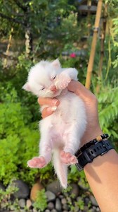 Cute kitten cosplay a toy #cat #cutecat #funny #kitten #catlover | Republic Of Cat