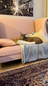 3K views · 41 reactions | What had Pumba done | Pumba Caracal | Facebook