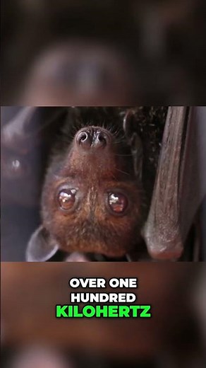 Bat Calls: Why Bats Hear Way Better Than Us #shorts