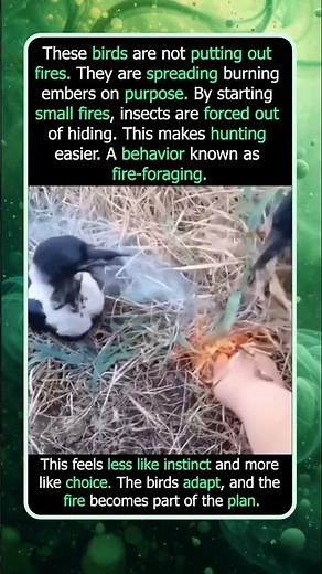 Magpies That Use Fire To Hunt Their Prey