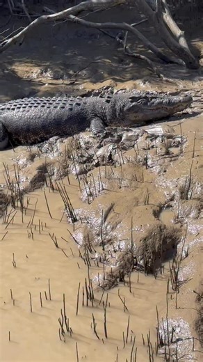 The way these enormous animals move so effortlessly over thick, deep mud is as terrifying as it is impressive.. if you end up in that mud, you are COOKED 💀 🐊 Saltwater Crocodile Top End NT | Wildman Adventures