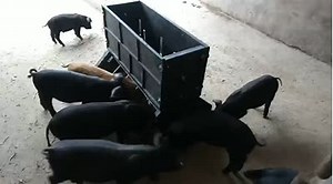 Pig Feed Trough Double Sided Pig Feeder 10holes Piglet Feeding Wet and Dry Swine Feed Trough Pig Farming Equipment