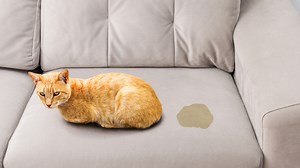 ¿Por qué mi gato hace pis por la casa?