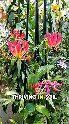 The Flower That Blooms After Wildfire! #shorts #viralvideos #youtubeshorts #flowers