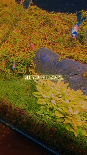 A winter holiday splash at aqua nature! 🎄 We are the one stop shop for finding perfect gift for the aquatic enthusiast... or maybe something special for your own underwater world. | Aqua Nature Aquarium