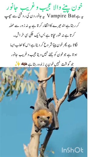 The Night Attacker That Survives on Blood🦇 #vampirebat #naturefacts #wildlife #nature #shorts