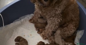 Cavapoo puppies for sale in Oldham | Pets4Homes