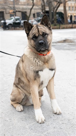 The Dogist on Instagram: "Togo, Akita, Washington Square Park, New York • “He’s super quirky. He’s just really, really funny. (His dating red flag) would be someone who’s an introvert. I feel like he’s into Miss Party Girl. Somebody who is too much of a couch potato, I think, would be his biggest red flag. (He gets into) mischief all the time. This is my fourth winter coat in two years. He loves destroying them. He gets cups of food a day – a third kibble, two thirds freeze dried.”"