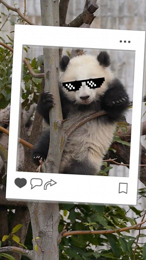 CUTENESS overload 🐼🥰 #pandalife #panda #pandalover #baby #China #cute #play #happy | Miss Panda