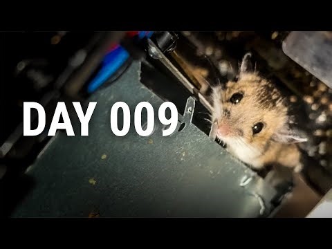 This Mouse Comes back for Revenge