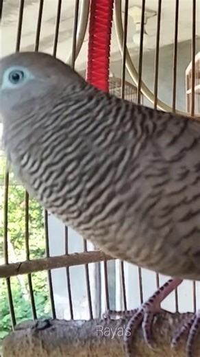 Local Turtle Doves Singing with Big Kung Sounds, Luring Turtle Doves to Make Them Sing