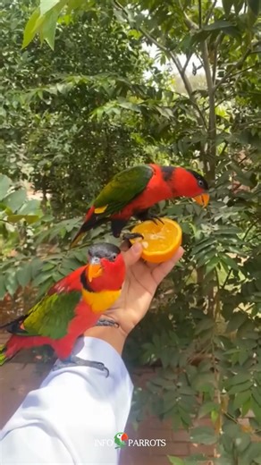 Beautiful Yellow-Bibbed Lories #parrot #lori #lories #youtubeshorts #shorts #pets #birds #petlover