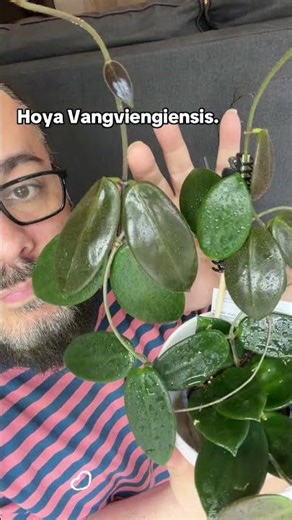 Hoya Vangviengiensis, Callistophyla, Argentea Princess. #houseplant