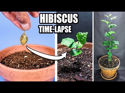 Growing Hardy Hibiscus Plant From Seed Time Lapse (148 Days)