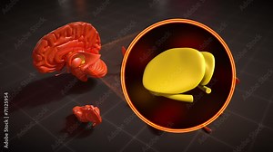 Thalamus - Brain anatomy