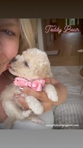 Our Beautiful Teddy Bear puppies are finally here! 🐾 www.princesspuppies.com #shichonpuppy #princesspuppies #nonsheddingpuppies #bestever #puppybreath | Princess Puppies