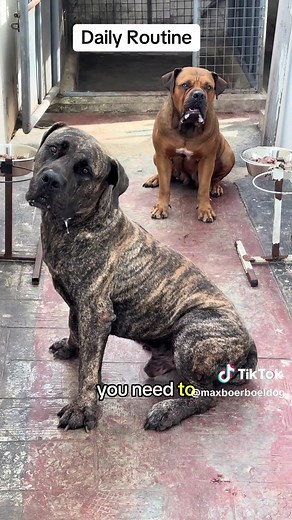 One Meal A Day Dog Feeding Routine for Health
