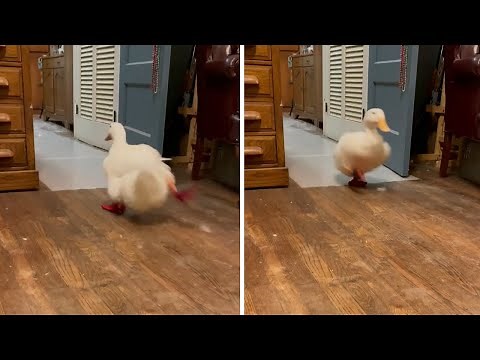 Duck hilariously runs back and forth throughout house #Shorts