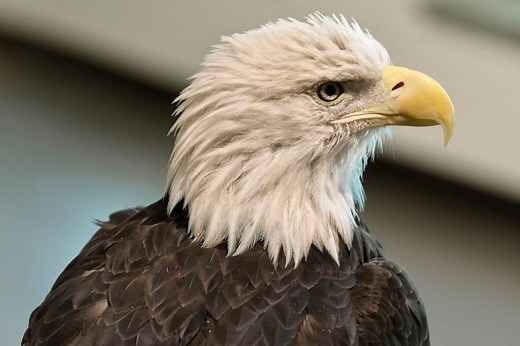 Bald eagle nest discovery halts I-80 expansion project in the Poconos