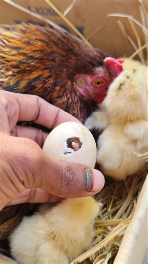 Chicken Egg Hatching & Cute Colorful Chicks Under Mother Hen harvesting 🐣 #shorts