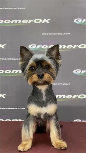 Cute Yorkie Haircut & Grooming Transformation! ✂️🐶 #shorts