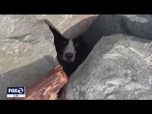 Jogger spots dog trapped under rocks at SF's Ocean Beach