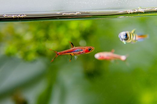 The Complete Guide to Chili Rasbora Care