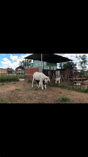 Saanen (Dairy) goats are a valuable addition to any flock, she easily adopted this boer kid following the death of its mother. | Vodloza Boer Goats