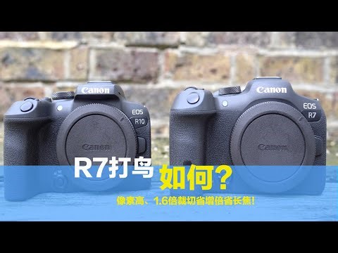 EOS R7在6月上市，1.6倍裁切且像素高，用它拍鸟真香，又能省钱