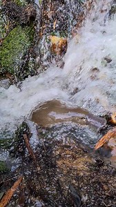 Who's that hiding in the waterfall? 👀😁 This platypus was spotted swimming near Hartz Mountain in Tasmania's south. 🎥: Rowan Heggie | ABC Hobart
